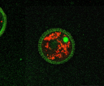 Mitochondries (rouge) et noyau (vert) d’un grain de pollen d’Arabidopsis