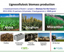 Lignocellulosic biomass production : « Biomass For the Future »