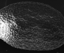 Scanning electron micrograph of an Arabidopsis seed