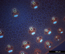 Cross section of a maize internode stained with DAPI and orange acridine
