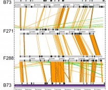 large structural variation between 3 maize inbred lines in a targeted locus (Cuello et al, accepted)