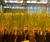 Senescing barley plants in greenhouse