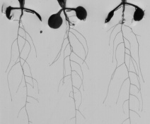 Arabidopsis roots