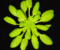 Rosette d’Arabidopsis thaliana