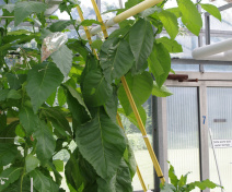 Synthetic tobaccos in greenhouse condition