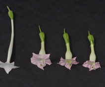 De droite à gaude : 4 fleurs d’hybrides synthétiques de tabacs et leurs deux parents, Nicotiana sylvestris et N. tomentosiformis