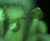 GFP flower
