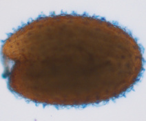 Coloration au bleu d’aniline de la callose dans les téguments d'Arabidopsis