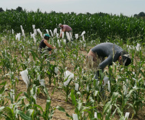 Selfing maize lines in nursery at Moulon by team members