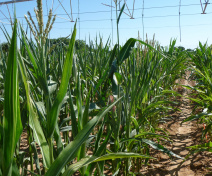 Maize field trial at DIASCOPE.