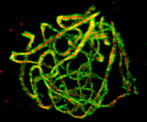 Imagerie 3D du complexe synaptonémal (A. thaliana)