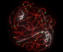 Chromosomes and recombination sites on a male meiocytes from A. thaliana