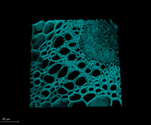Recontruction 3D d'un faisceau cribro-vasculaire de la tige d'Arabidopsis