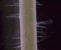 Arabidopsis inflorescence stem