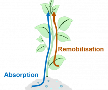 Les flux d'azote dans la plante