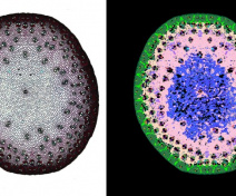 Anatomy of a Miscanthus stem, cross section and  numerical segmentation (Paul-Louis Lopez)