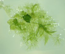 ton1 mutant in moss Physcomitrella patens