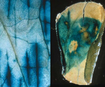 Expression de Tnt1 (LTR-GUS) dans des morceaux de feuilles blessées (gauche) ou infiltrées par un extrait microbien (droite)