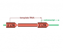 Structure d’un rétrotransposon à LTR