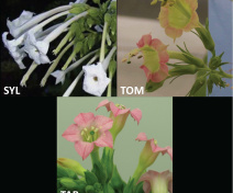 Allotetraploid tobacco Nicotiana tabacum (TAB) and its two diploid progenitors N. sylvestris (SYL) and N. tomentosiformis (TOM)
