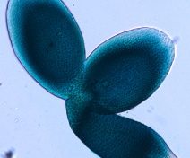 Embryo expressing a reporter construct