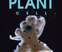 Boundary genes and branching