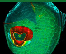 A new whole-mount mRNA in situ hybridization method