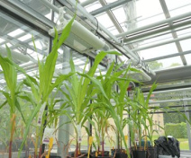 Maize in G2