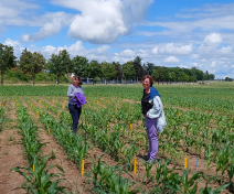 Field assays
