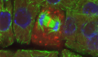 Contrôle Spatial de la Division Cellulaire
