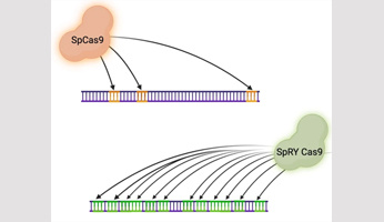The SpRY Cas9 variant release the PAM sequence constraint for genome editing in the model plant Physcomitrium patens