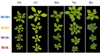 Face à des stress combinés, une grande variabilité naturelle de réponses chez arabidopsis
