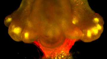 Biologie Cellulaire et Régénération