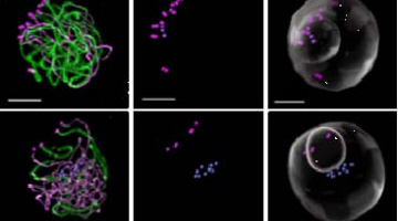 Identification of the protein complex responsible for the attachment of chromosomes to the meiocyte nuclear envelope.