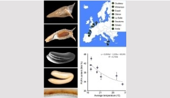 Caractériser les particularités du métabolisme des acides gras dans l’albumen des Brassicacées