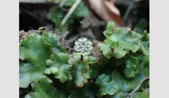 Séminaire Dr Hirotaka Kato