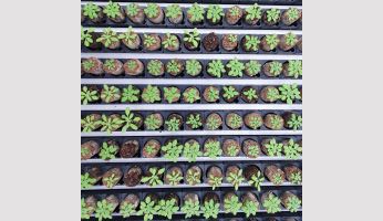 Evolution parallèle chez Arabidopsis face au stress salin dans les îles du Cap-Vert