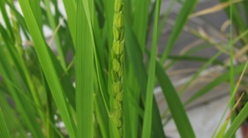 La reproduction clonale par graines désormais possible chez les plantes cultivées