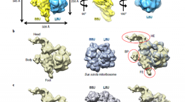 Small is big in Arabidopsis mitochondrial ribosome: machinery translating proteins