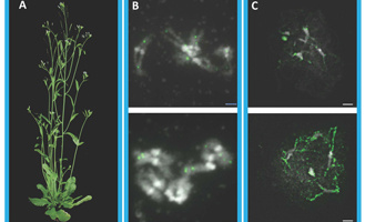 La protéine AXR1, un acteur important contrôlant la localisation des échanges entre chromosomes lors de la formation des gamètes chez Arabidopsis thaliana