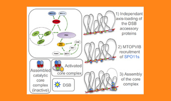 Première analyse systématique chez les plantes du réseau d'interactions formé par les protéines d'initiation de la recombinaison : un modèle renouvelé