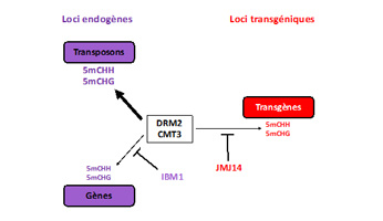 Une régulation épigénétique contrastée différencie les transgènes des gènes endogènes chez la plante Arabidopsis thaliana