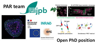 Open PhD position in plant biology using next-generation bioimaging technics