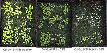 Diversité de l’acclimatation au froid chez Arabidopsis thaliana : le système CRISPR/Cas9 est un outil pour l’analyse fine des gènes dupliqués en tandem (TAG), application aux gènes CBF