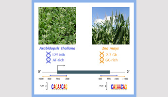 La diversité des séquences cis-régulatrices d’Arabidopsis thaliana et du maïs révélée par une cartographie des régions 5’ et 3’ proximales des gènes