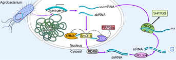 L’action synergique des facteurs d’épissage PRP39a et SmD1b d'arabidopsis favorise l'extinction post-transcriptionnelle de transgènes