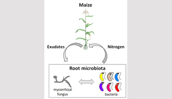 Development of the root microbiota and plant nitrogen nutrition theme by Benoît Alunni INRAE Senior Scientist appointed to the IJPB