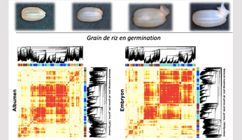 The secrets of rice seed germination revealed by multi-omics integration