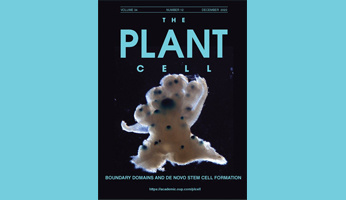Formation of stem cells in meristems newly formed by plants