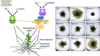 Les protéines SMXL répriment la croissance des mousses via une voie de signalisation ancestrale conservée chez les plantes terrestres